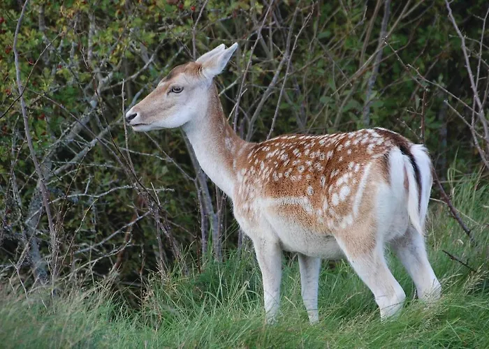 Gorgeous In With Wifi * Blåvand